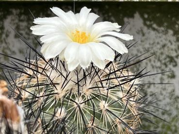 Turbinicarpus viereckii var. major